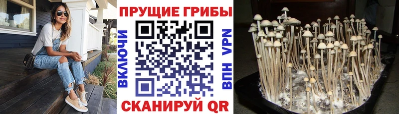 Псилоцибиновые грибы GOLDEN TEACHER  Карабулак 